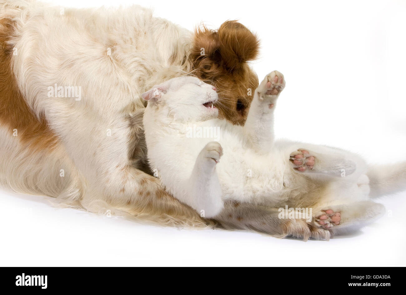 Chien Bouledogue anglais (cannelle) Couleur blanc avec un chat domestique contre fond blanc Banque D'Images