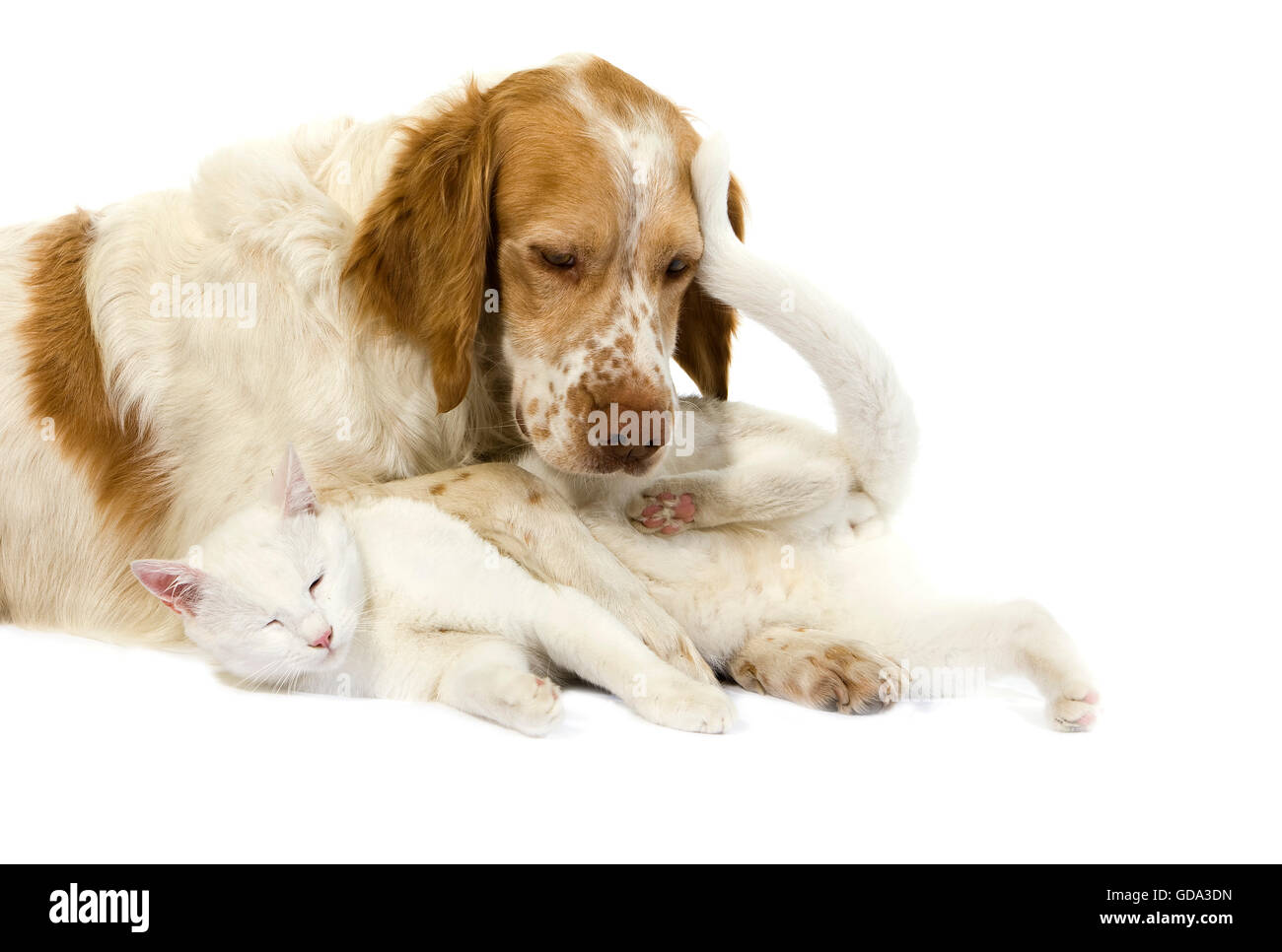 Chien Bouledogue anglais (cannelle) Couleur blanc avec un chat domestique contre fond blanc Banque D'Images