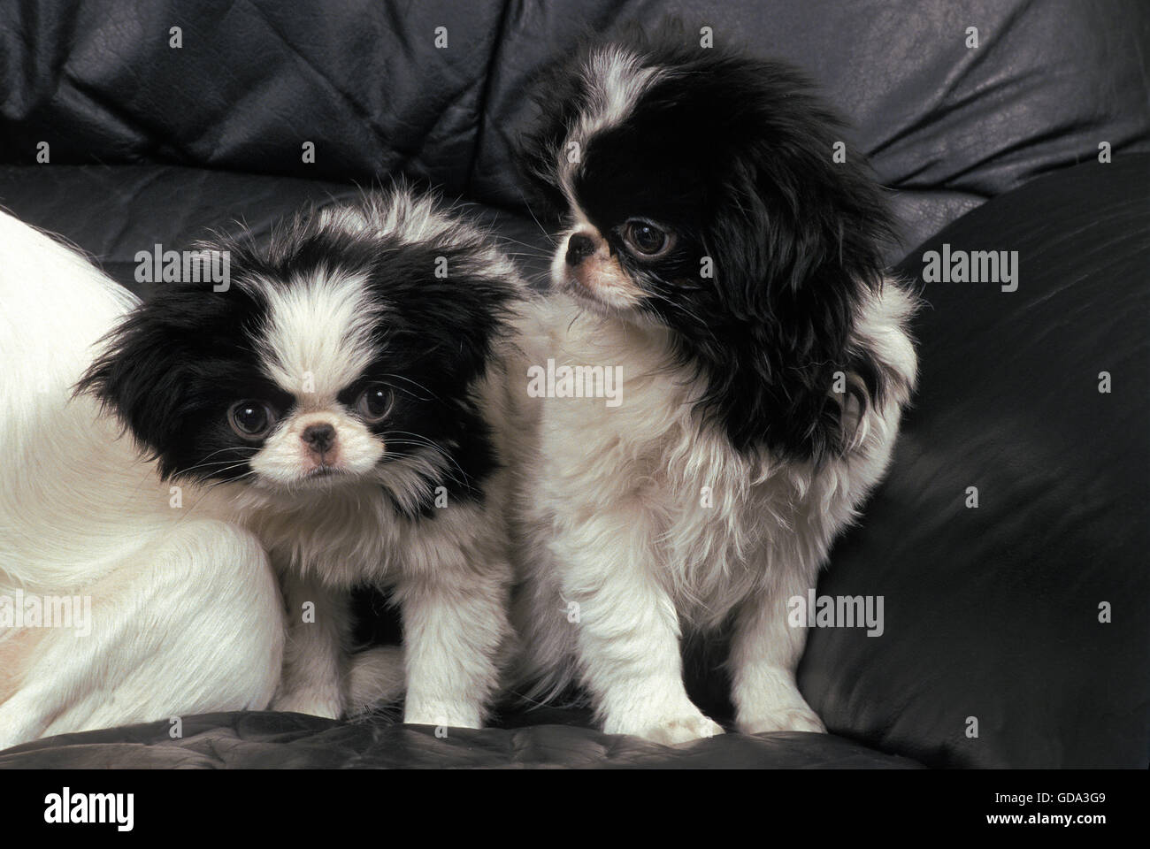 Dog Japanese Chin Japanese Spaniel Banque D Image Et Photos Alamy