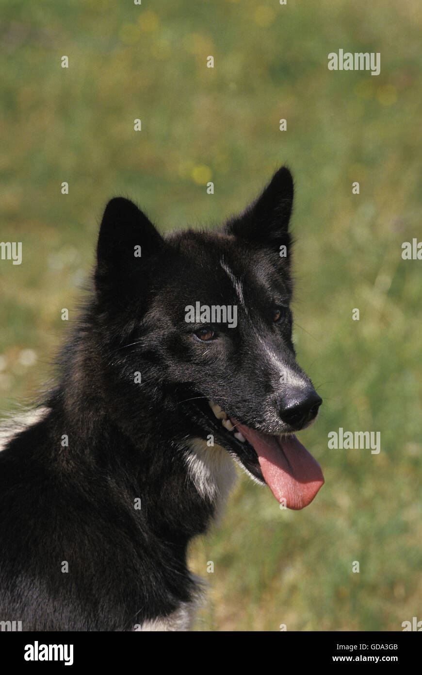 Portrait de chien du Groenland Banque D'Images