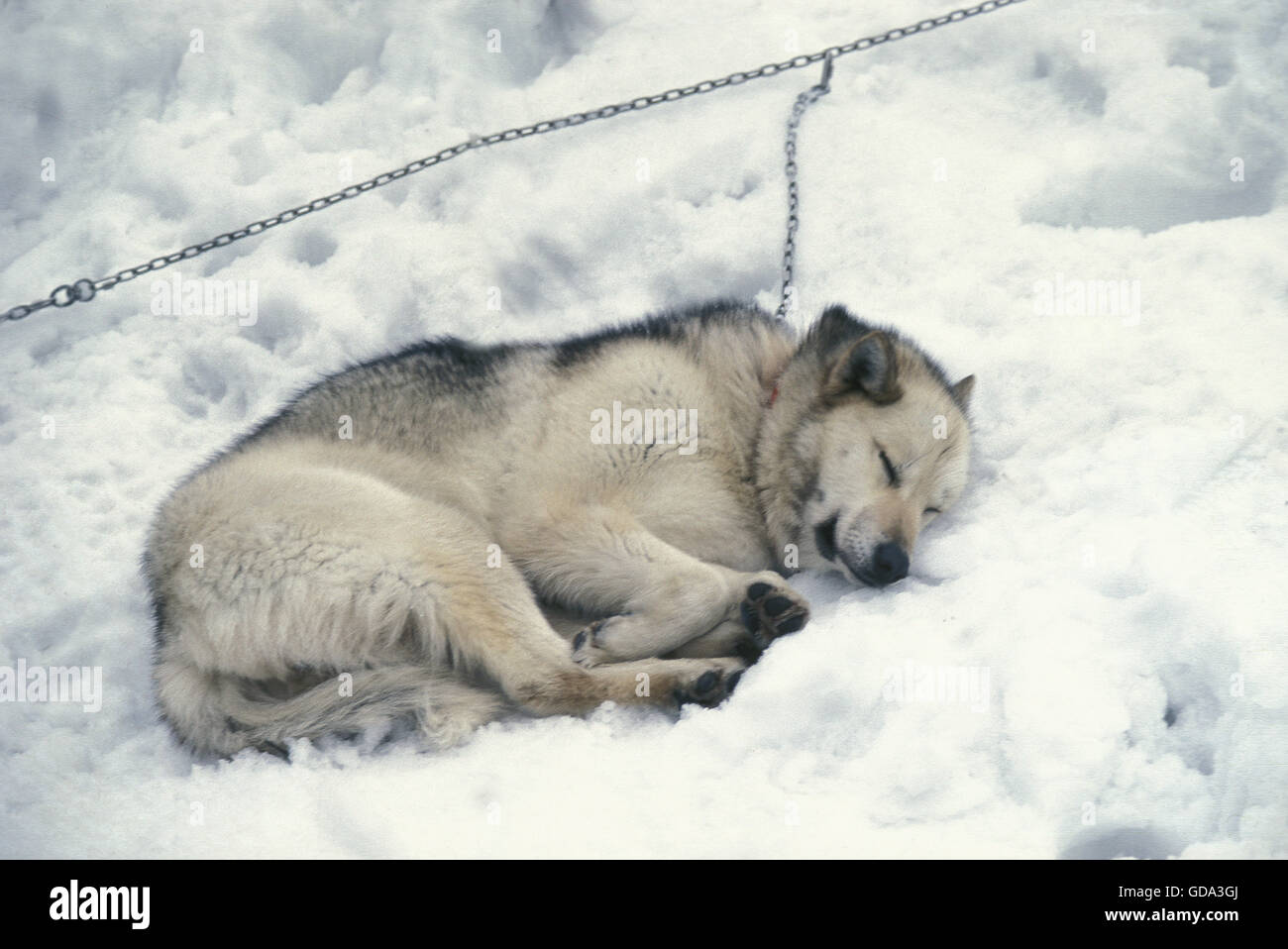 Groenland chien dormir sur la neige Banque D'Images