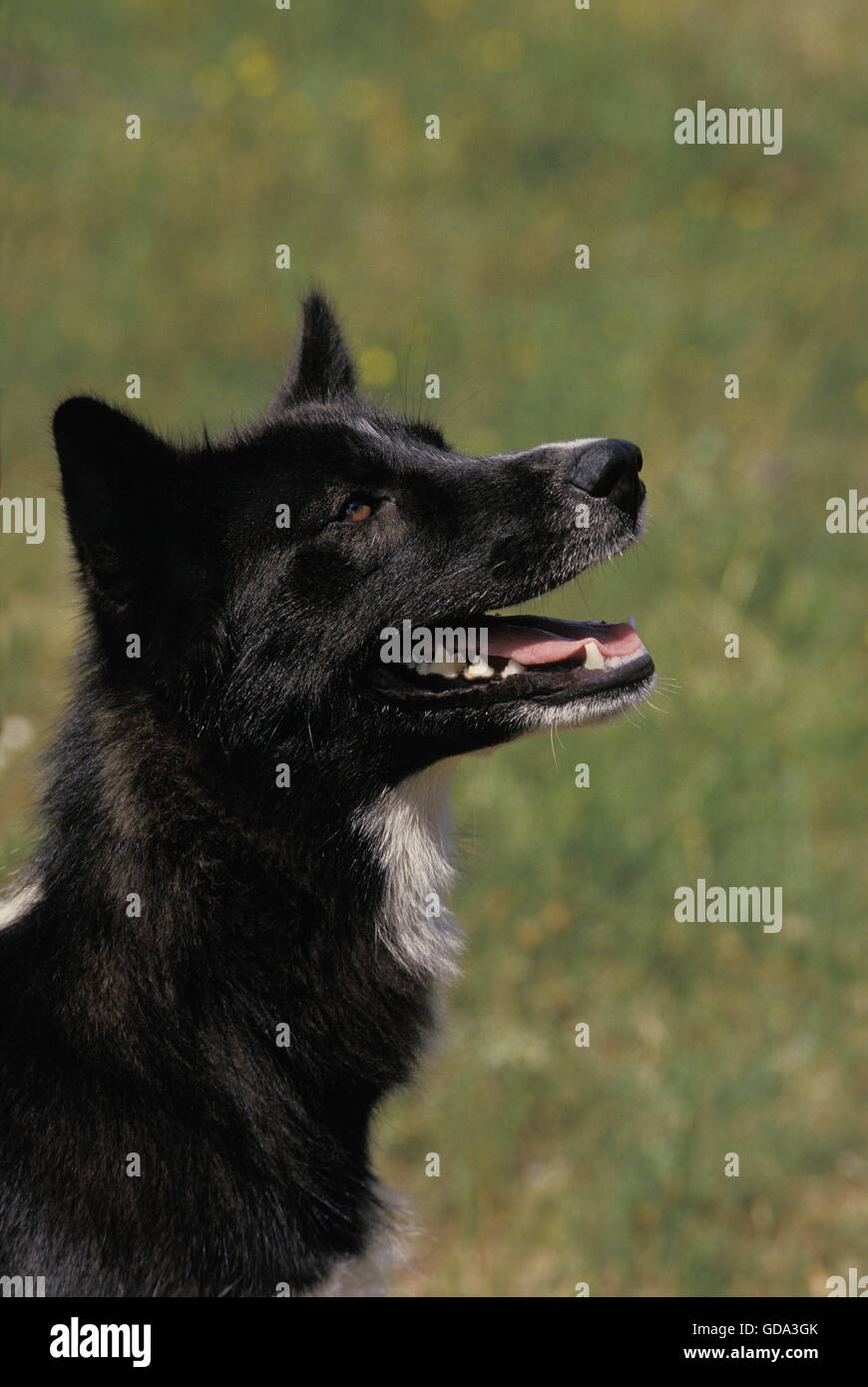 Portrait de chien du Groenland Banque D'Images