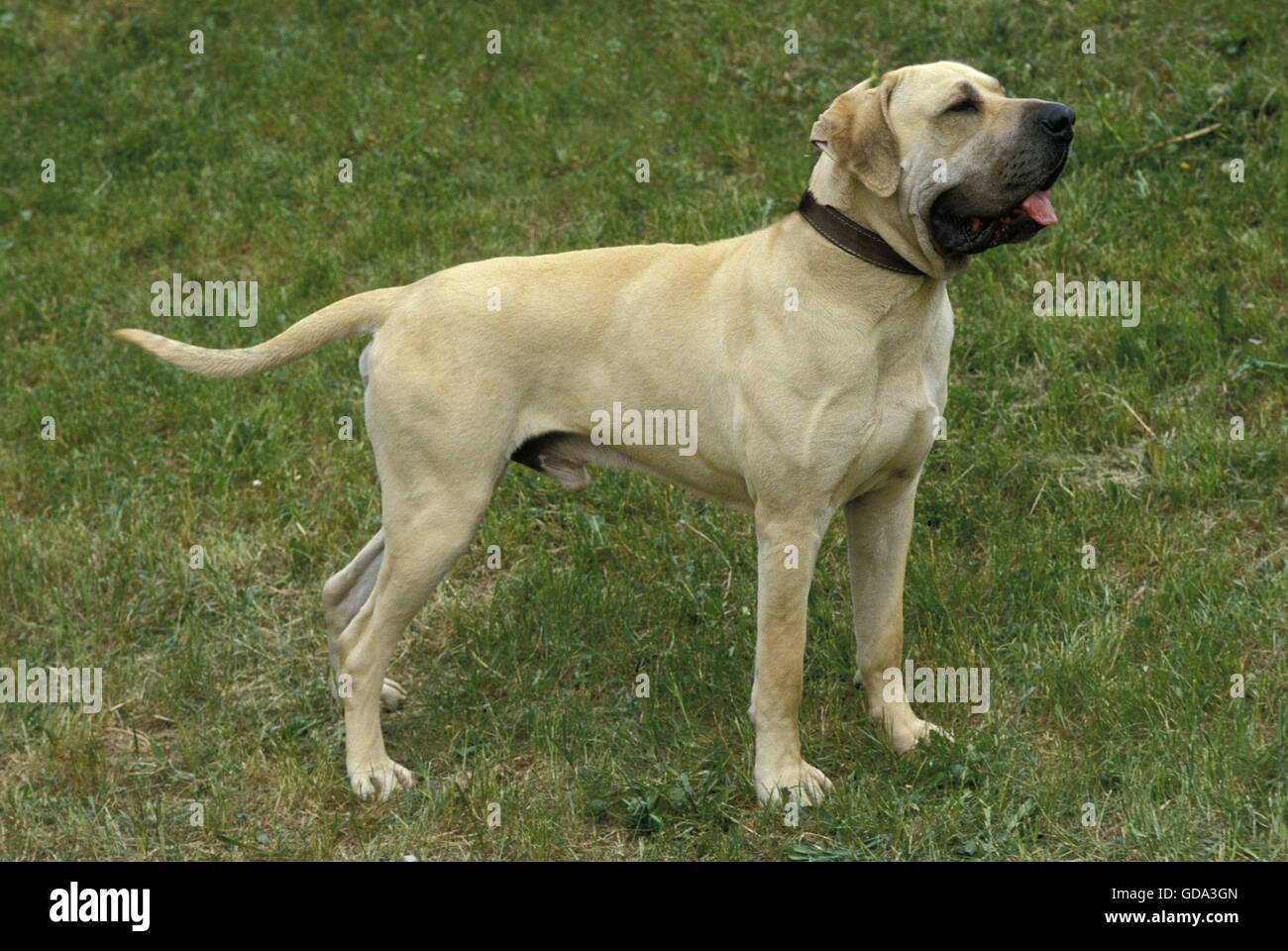 Fila Brasileiro Une Race De Chien Provenant Du Brésil