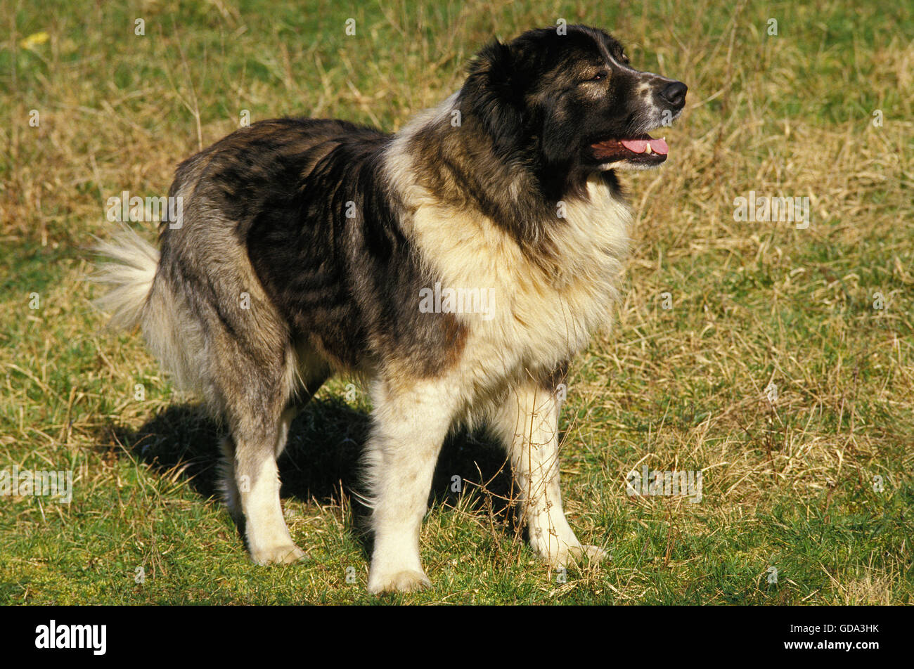 Chien De Berger Du Caucase Race De La Russie Banque D