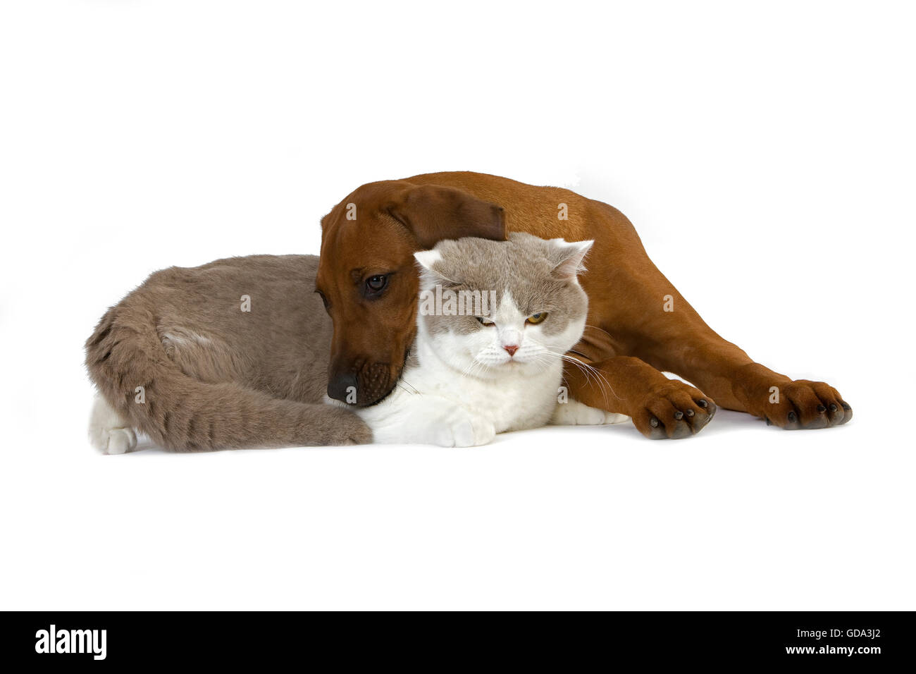 Lilas et blanc mâle British Shorthair chat domestique avec un Rhodesian Ridgeback chiot âgé de 3 mois Banque D'Images