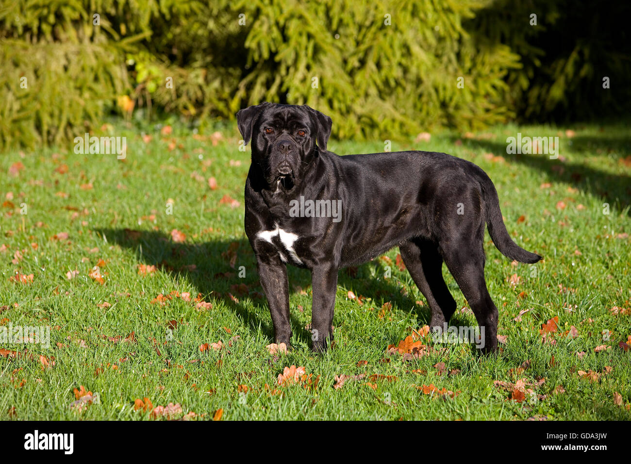 CANE CORSO, une race de chien d'ITALIE, DES PROFILS SUR L'HERBE Banque D'Images