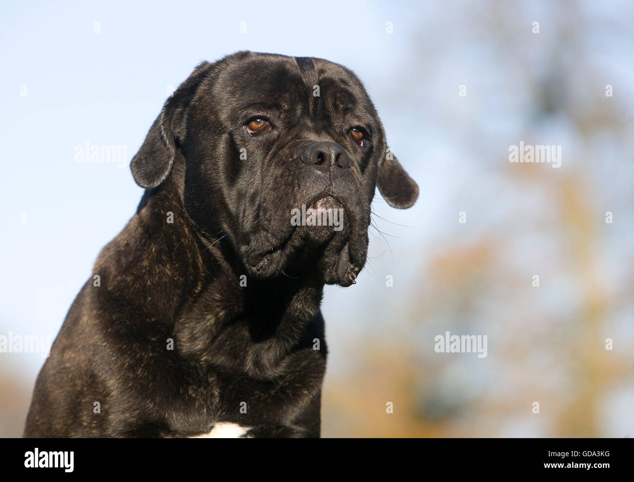 Cane Corso, une race de chien d'Italie, Portrait d'adulte Banque D'Images