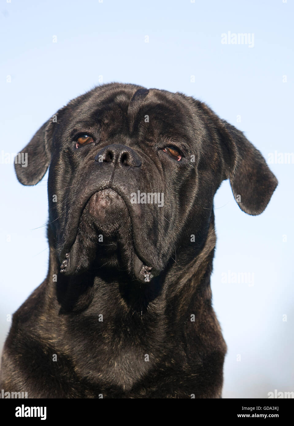 CANE CORSO, une race de chien d'ITALIE, LA TÊTE D'ADULTE Banque D'Images