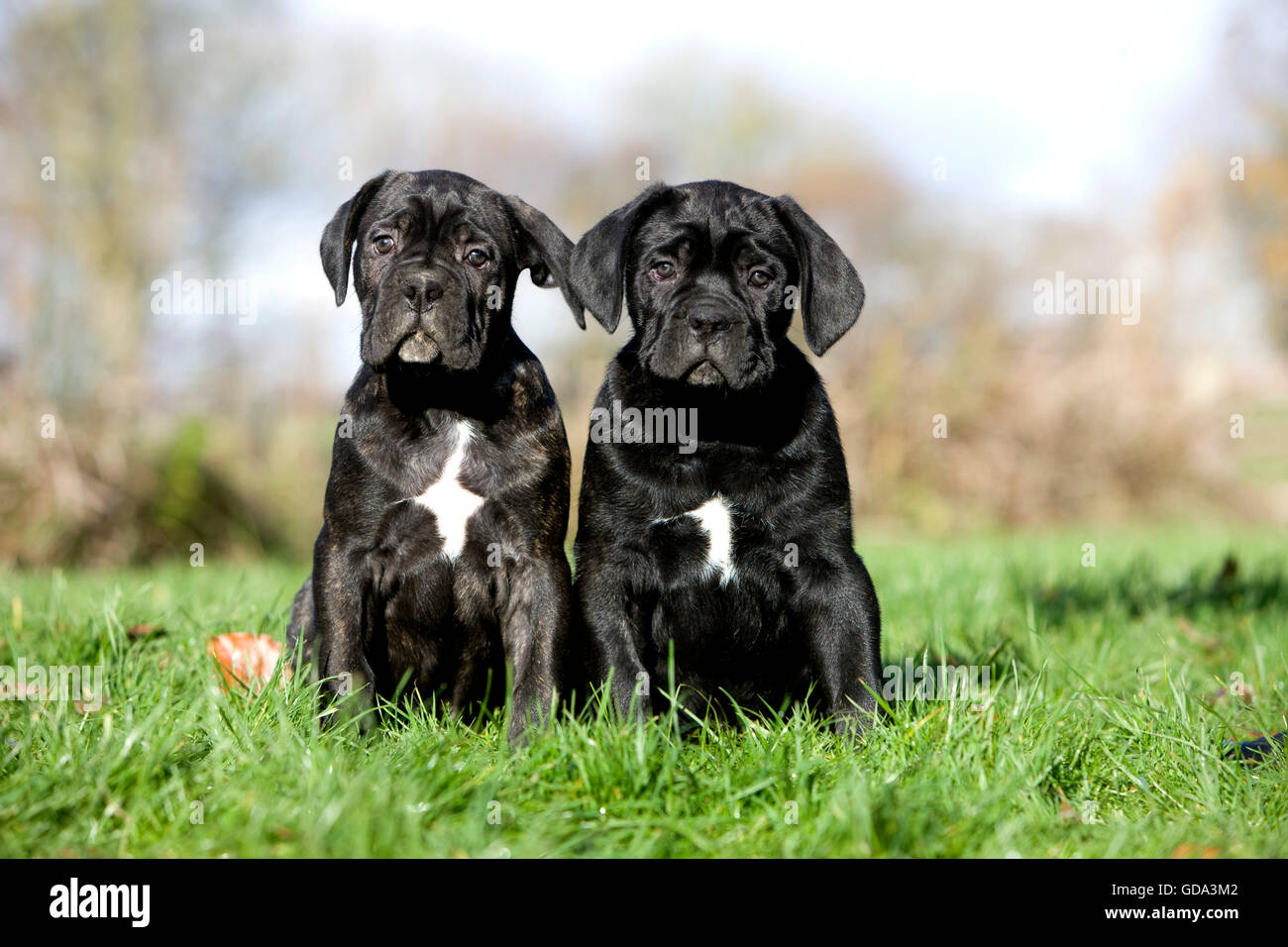 Cane Corso, une race de chien d'Italie, Pups sitting on Grass Banque D'Images