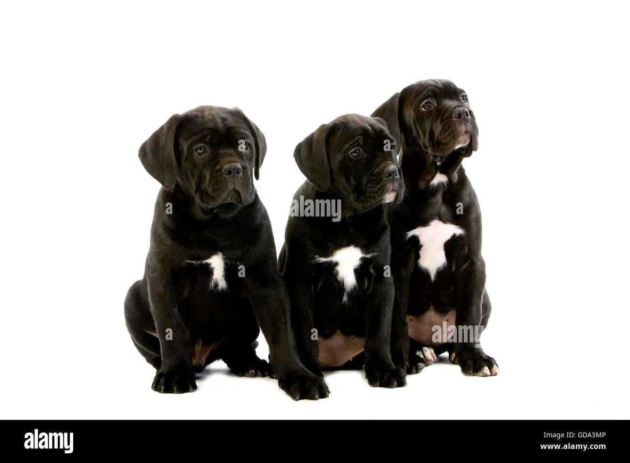 Cane Corso, une race de chien d'Italie, Chiots against White Background Banque D'Images