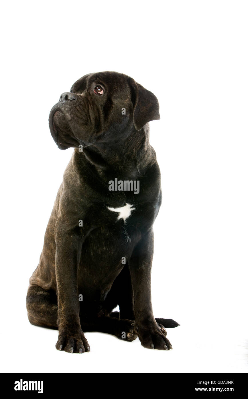 Cane Corso, une race de chien d'Italie, des profils assis, à contre fond blanc Banque D'Images