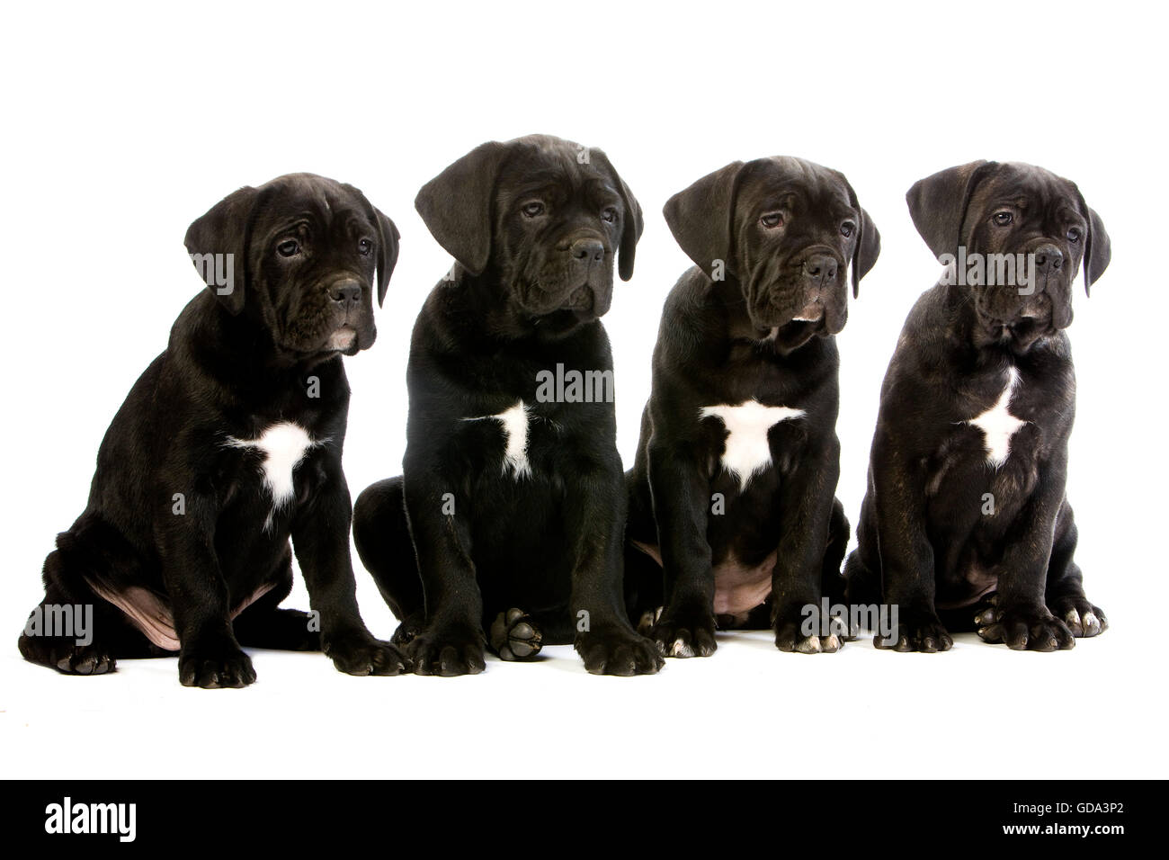 CANE CORSO, une race de chien d'ITALIE, PUP AGAINST WHITE BACKGROUND Banque D'Images