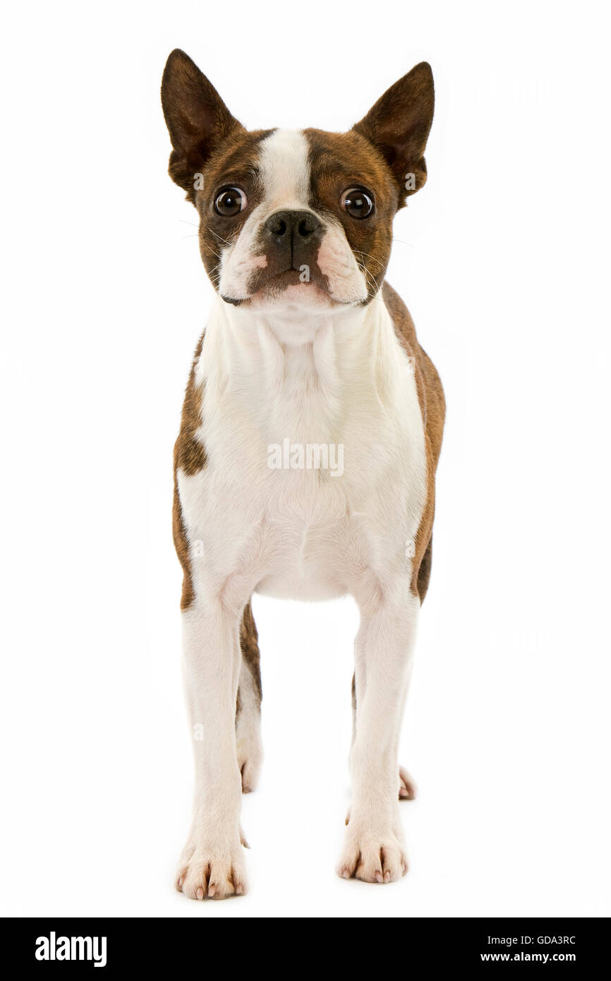 Chien de terrier de Boston contre fond blanc Banque D'Images