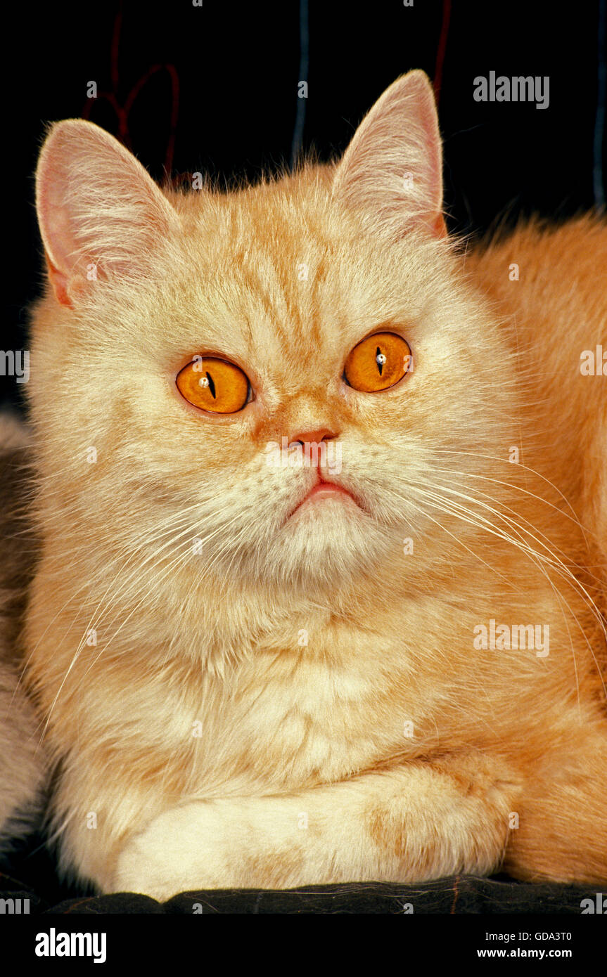 Exotic Shorthair Cact domestique avec yeux orange Banque D'Images