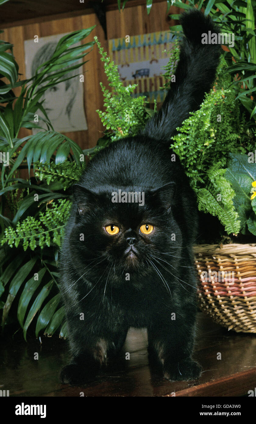 Exotic Shorthair noir chat domestique, des profils près de Green Plant Banque D'Images