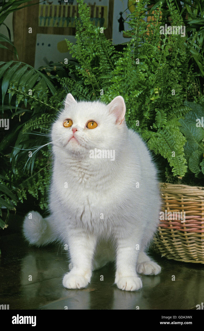 White Exotic Shorthair chat domestique, des profils près de Green Plant Banque D'Images