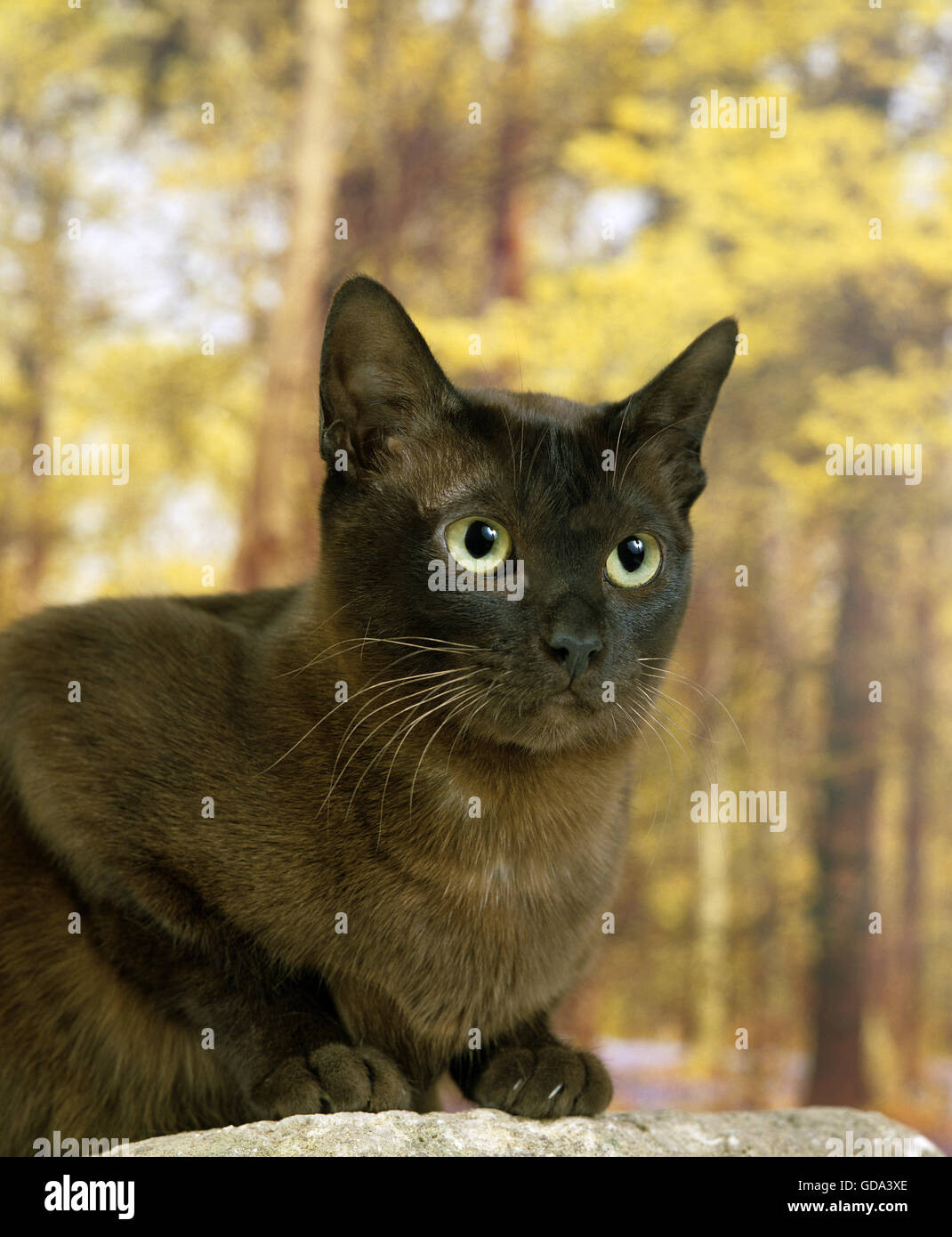 Zibeline Brumese chat domestique, des profils Banque D'Images