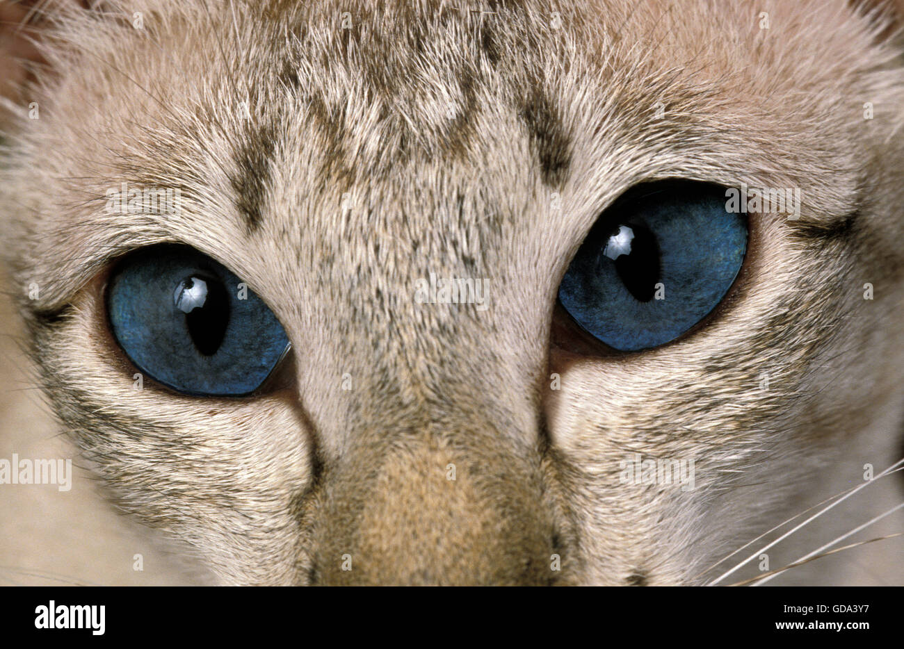 Chat Siamois, adulte, close-up DES YEUX Banque D'Images