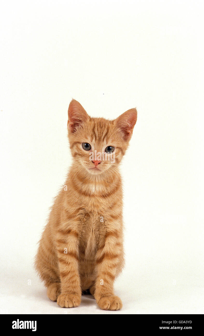 RED TABBY CAT, KITTEN SITTING AGAINST WHITE BACKGROUND Banque D'Images