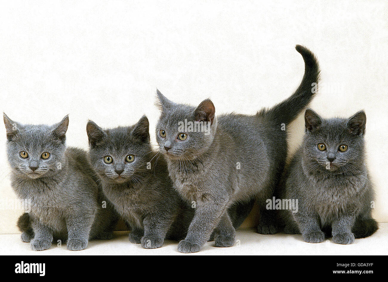 Chat Chartreux Groupe De Chatons Photo Stock Alamy Chat Chartreux Groupe De Chatons Photo Stock Alamy