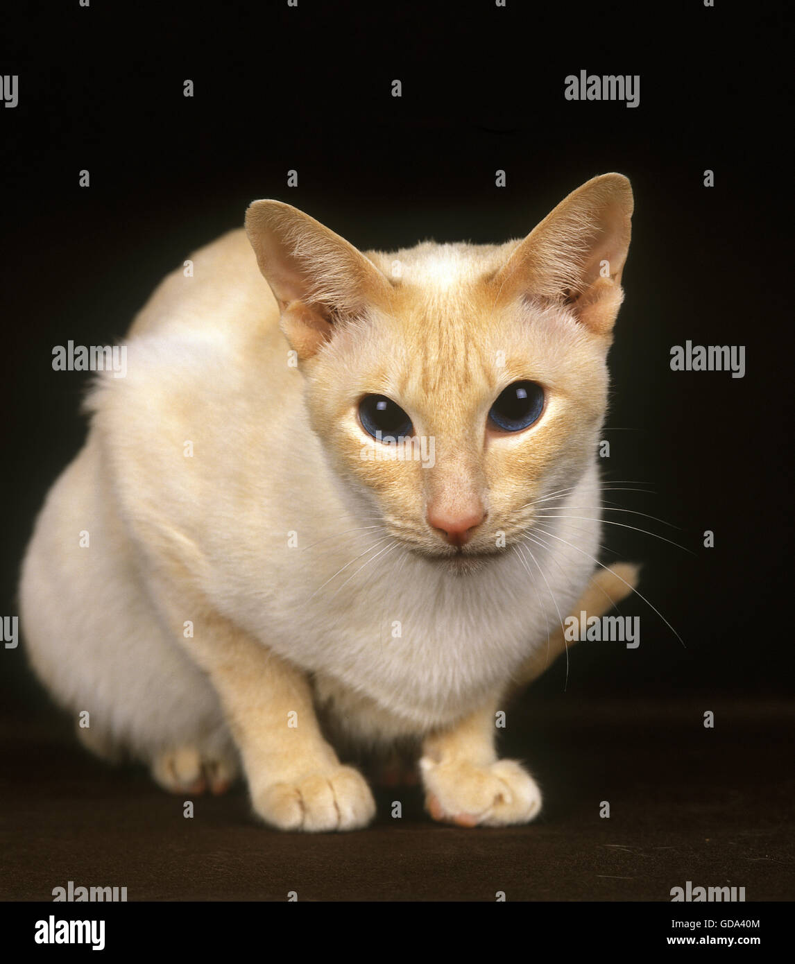 Siamois Red Point Chat Domestique Portant Sur Fond Noir Photo Stock Alamy