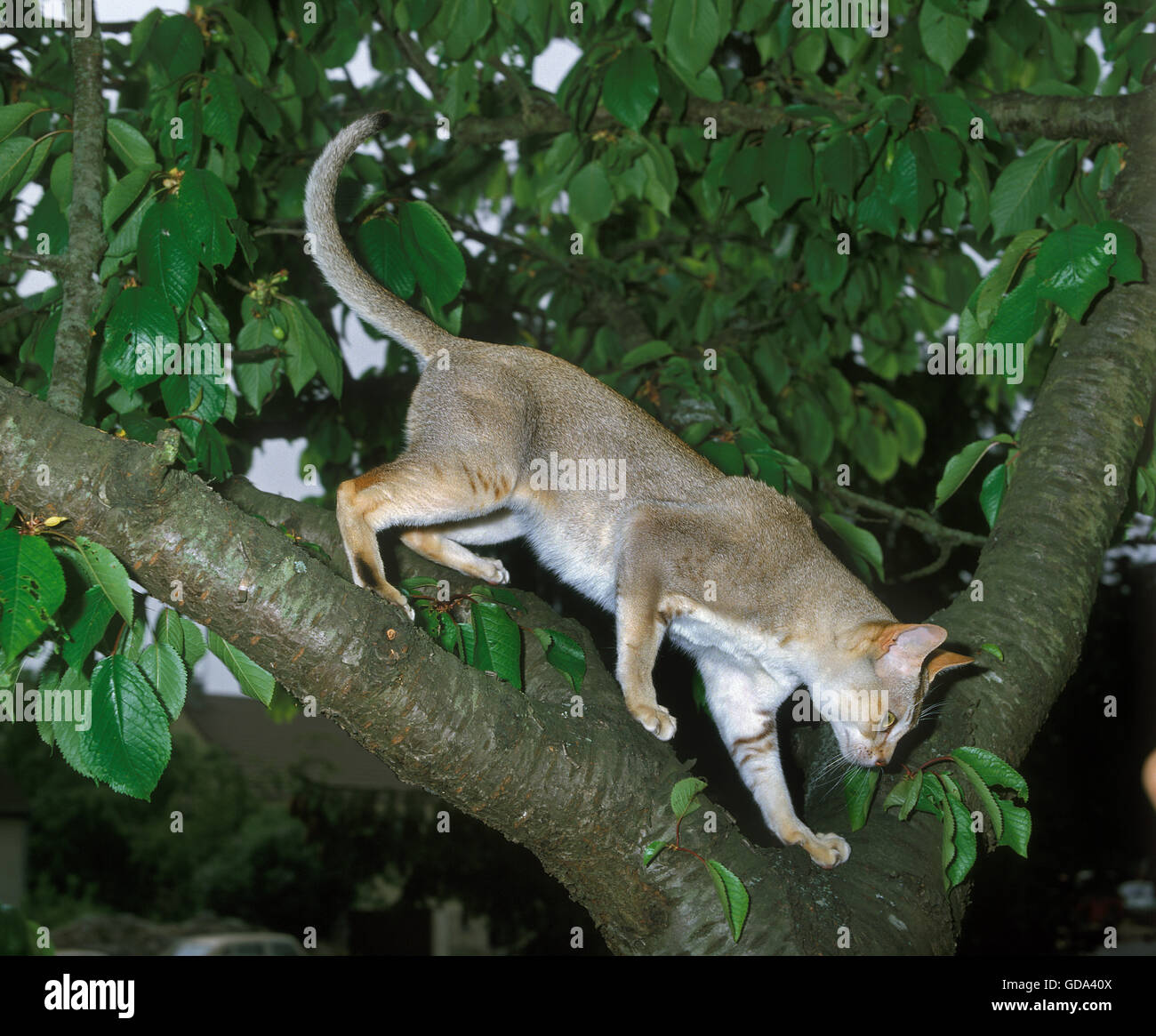 Singapura chat domestique dans un arbre Banque D'Images