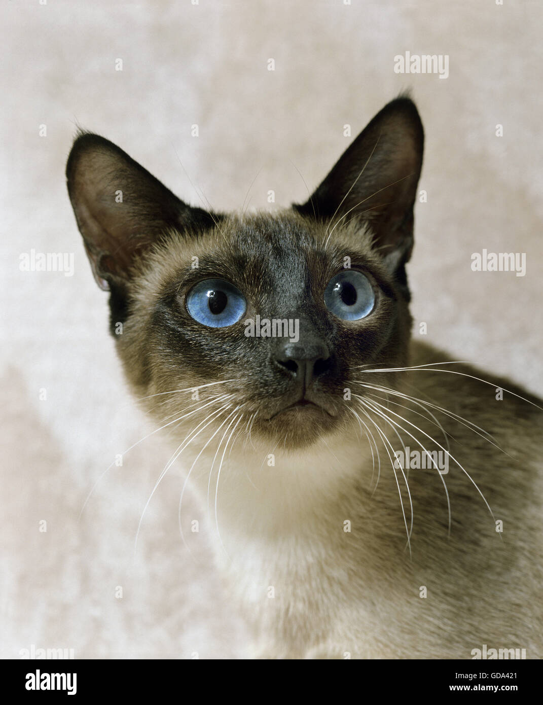 Point Bleu Chat Siamois Banque De Photographies Et D Images A Haute Resolution Alamy
