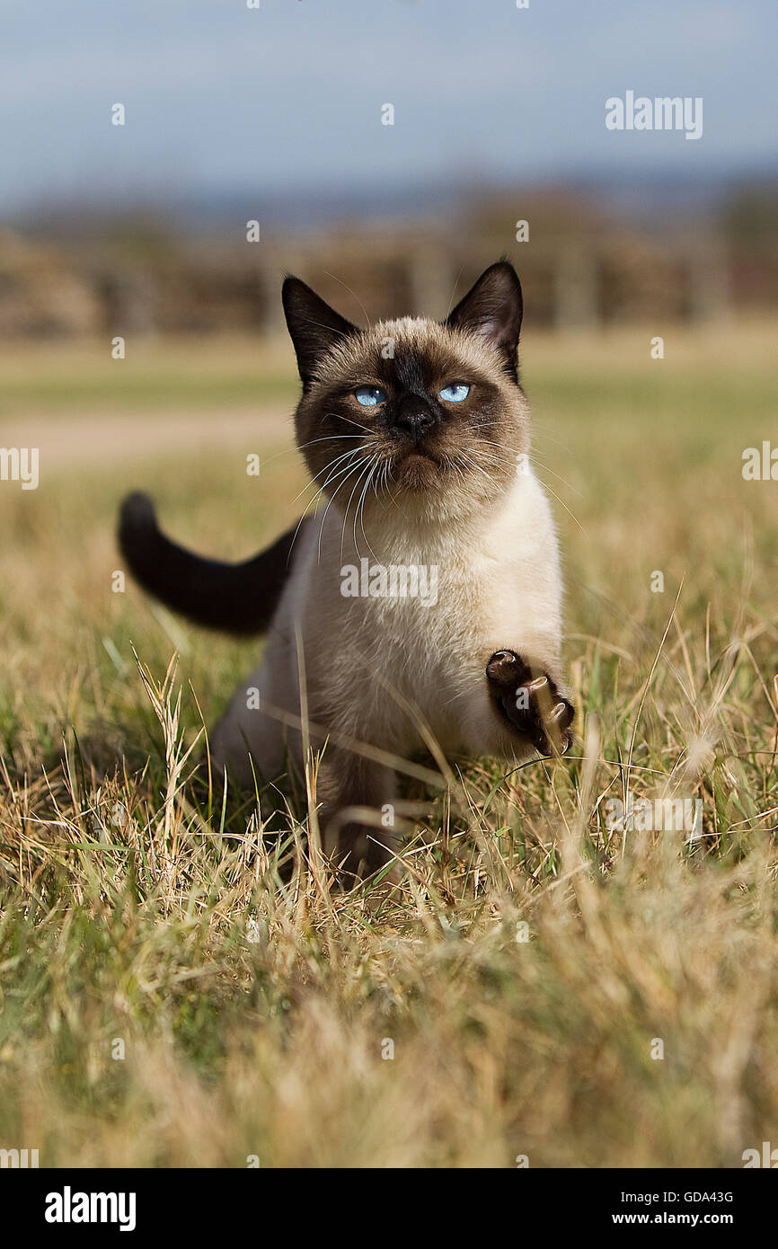 SEAL POINT SIAMESE chat domestique, des profils sur l'herbe sèche Banque D'Images