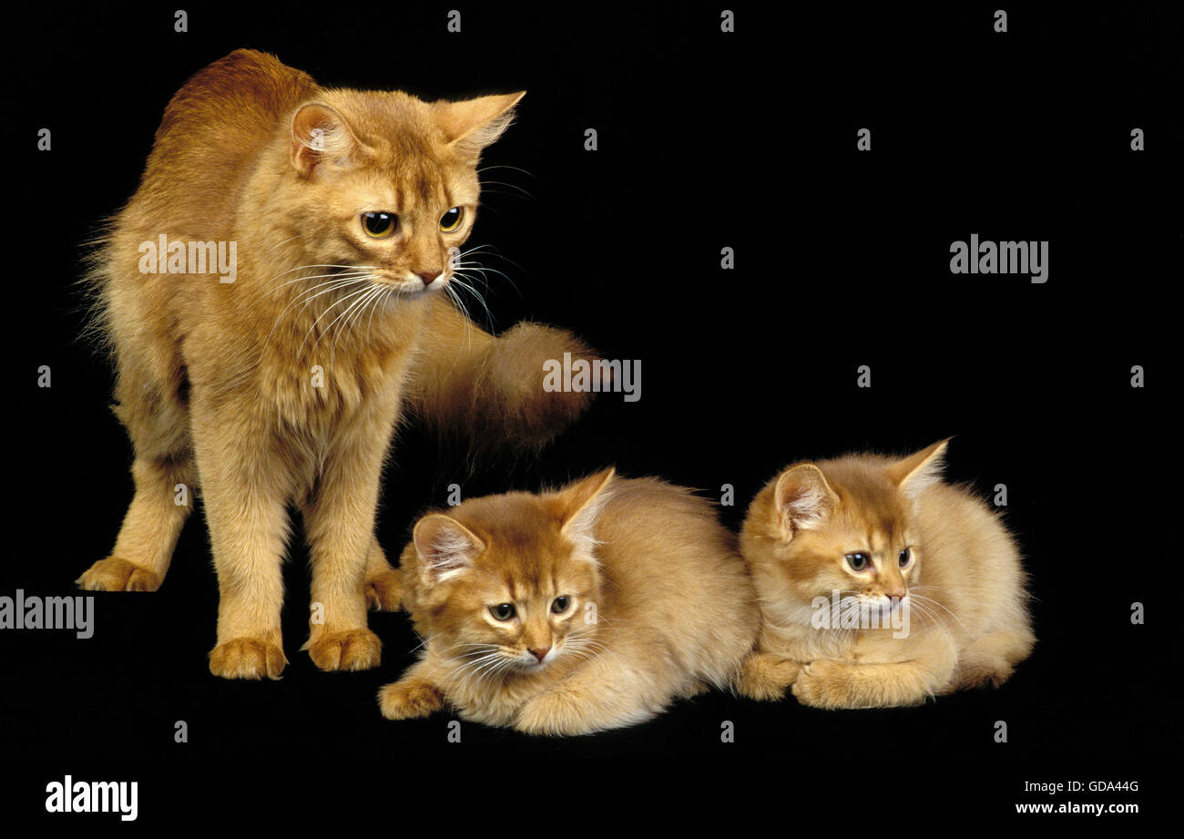 Somali rouge Chat domestique, de la mère et de l'chaton sur fond noir Banque D'Images