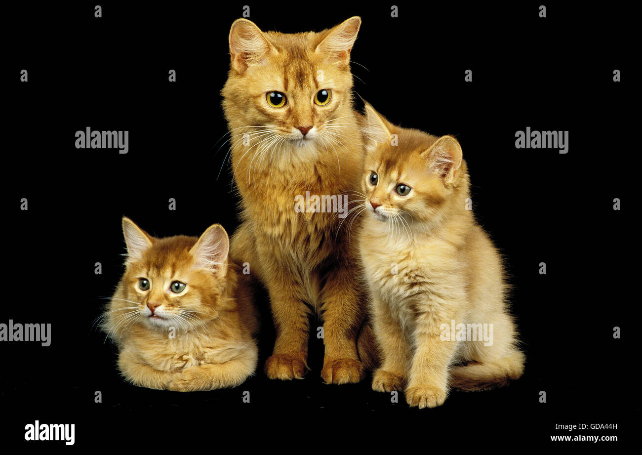 Somali rouge Chat domestique, de la mère et de l'chaton sur fond noir Banque D'Images