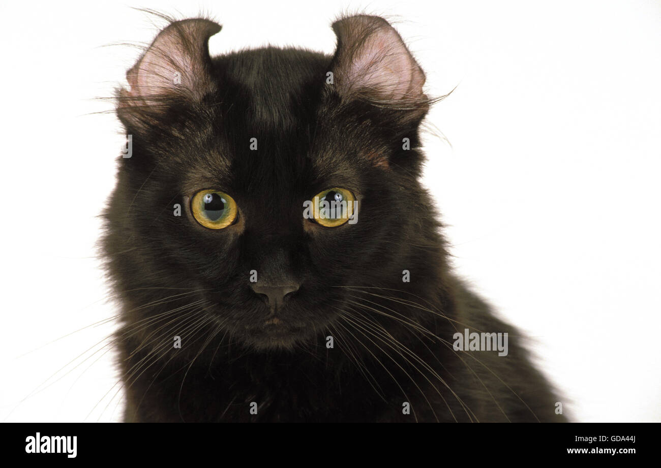 American Curl chat domestique, Portrait contre fond blanc Banque D'Images