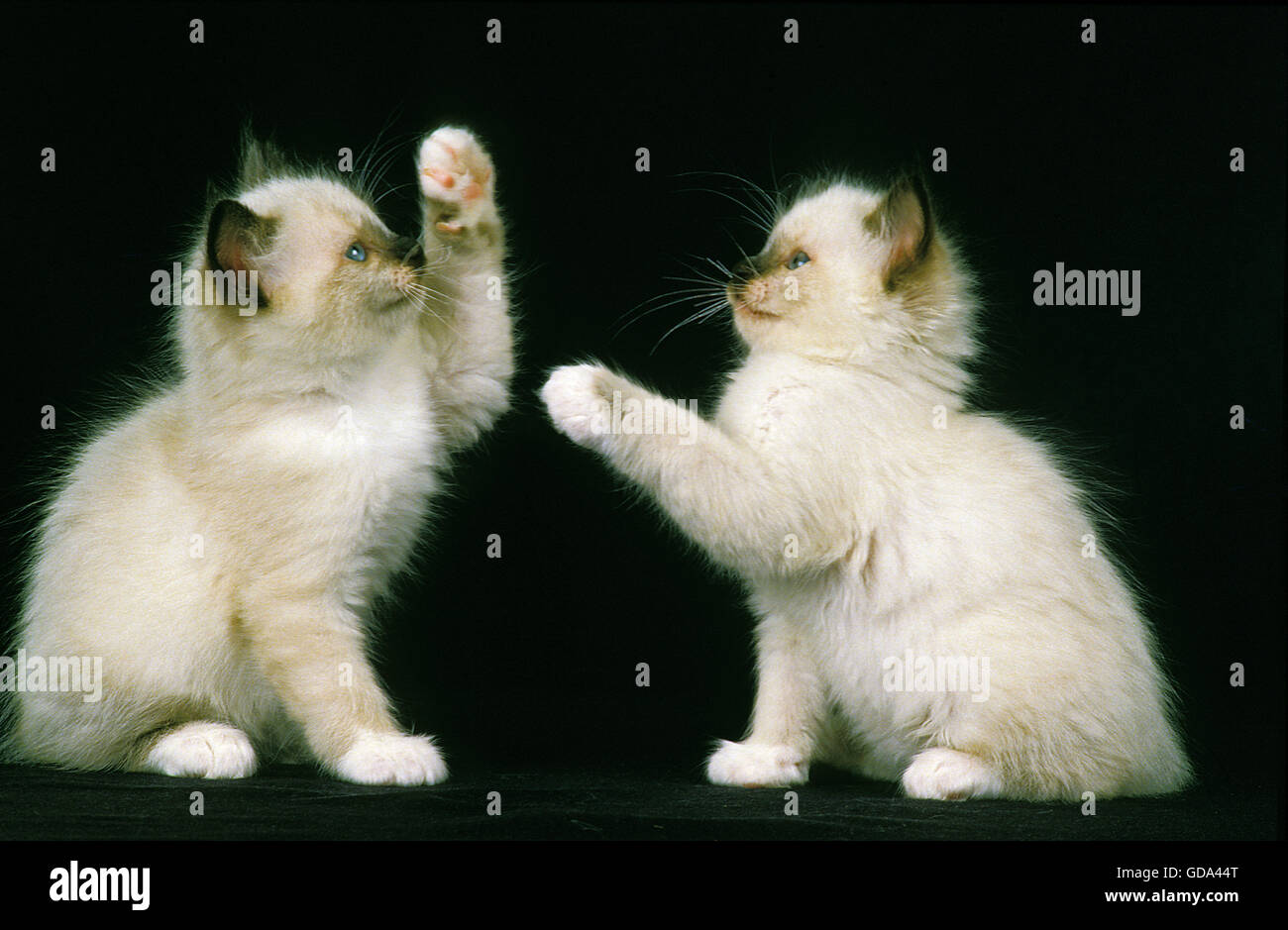 BIRMANESE chat domestique, de chatons jouant Banque D'Images