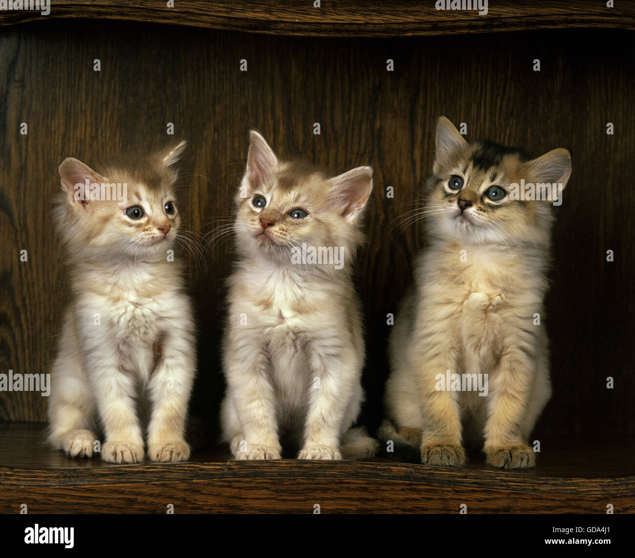 Somali Fawn chatons chat domestique, Banque D'Images
