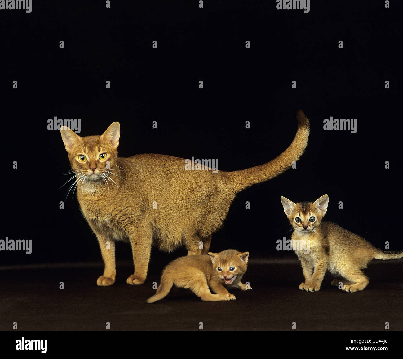 Abyssin rouge Chat domestique, la mère et les chatons sur fond noir Banque D'Images