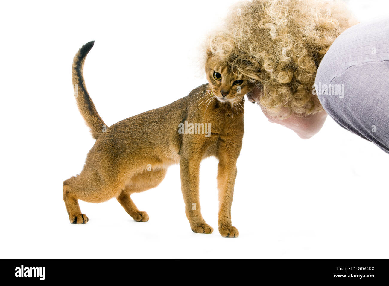 Abyssin chat domestique, des profils avec Woman against White Background Banque D'Images