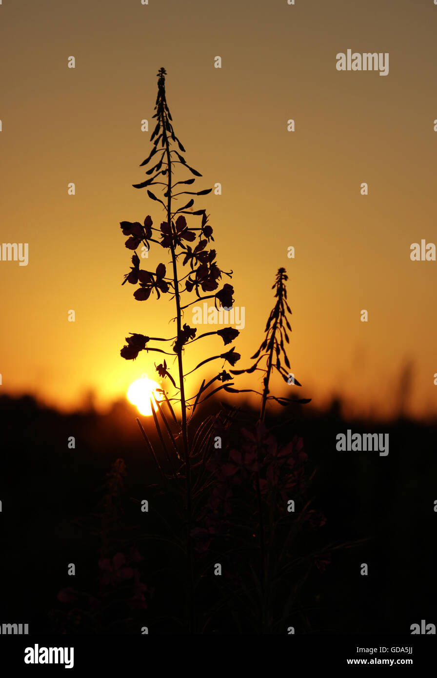 L'épilobe à feuilles étroites Chamerion buissons angustifelium au coucher de soleil de l'été Banque D'Images