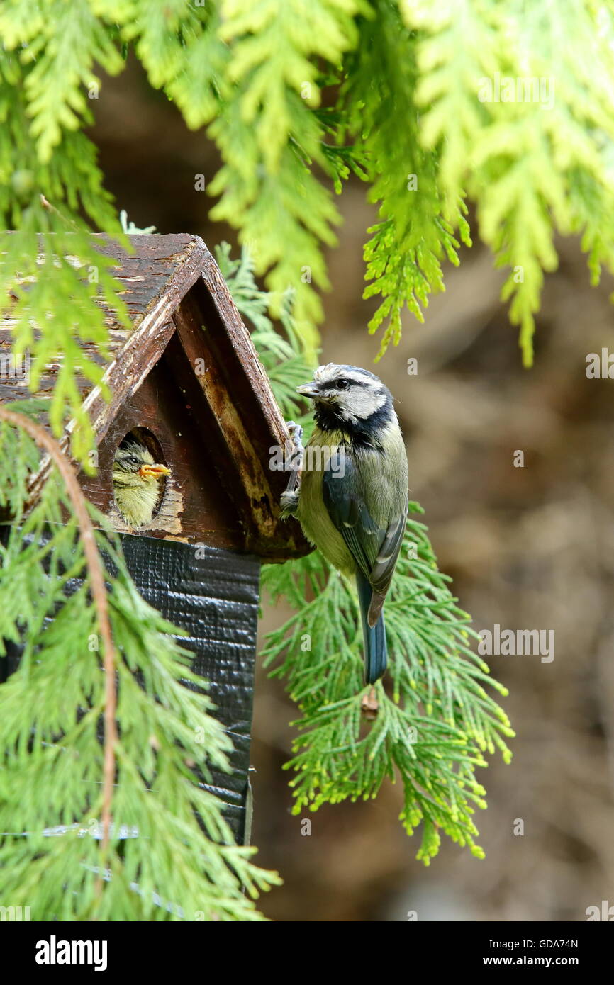 La mésange bleue (Cyanistes caeruleus) à un nichoir avec jeune Banque D'Images