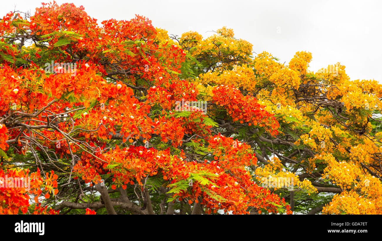 Arbre flamboyant, également appelé Flame Tree (Delonix regia) en fleurs avec des fleurs rouges et orange, Cuba Banque D'Images