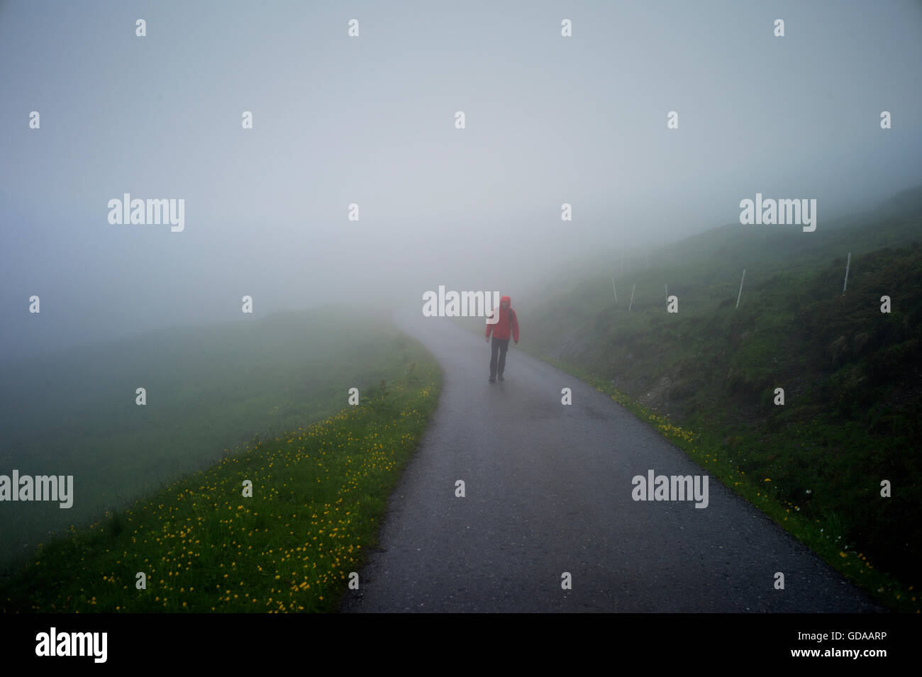 La Suisse. Oberland Bernois. 016 Juillet à pied de la première au dessus de Grindelwald dans les Alpes suisses à la Grosse Scheidegg dans la pluie Banque D'Images