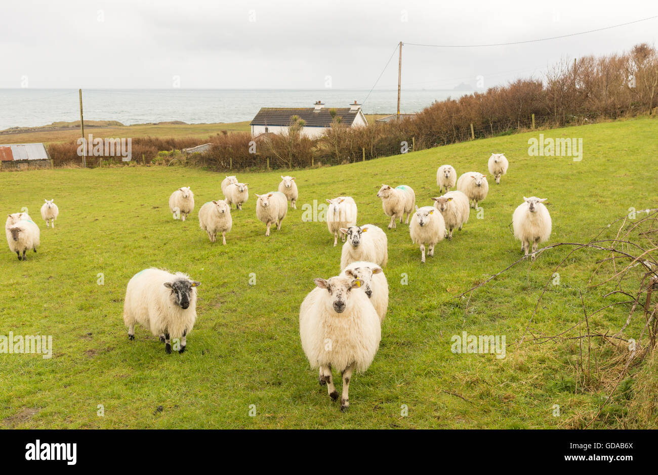 L'Irlande, Kerry, comté de Kerry, l'Anneau du Kerry, troupeau de moutons sur un pré vert par la mer Banque D'Images