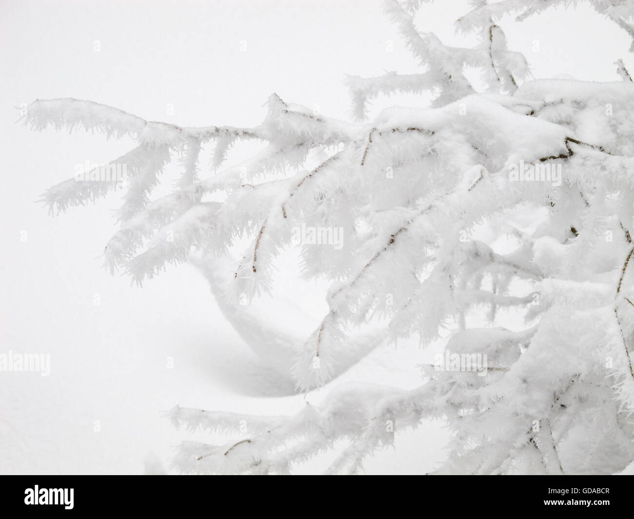 Allemagne, Basse-Saxe, Schleswig-Holstein, les cristaux de givre dans le domaine des forêts enneigées, le ski de fond dans le Harz Banque D'Images