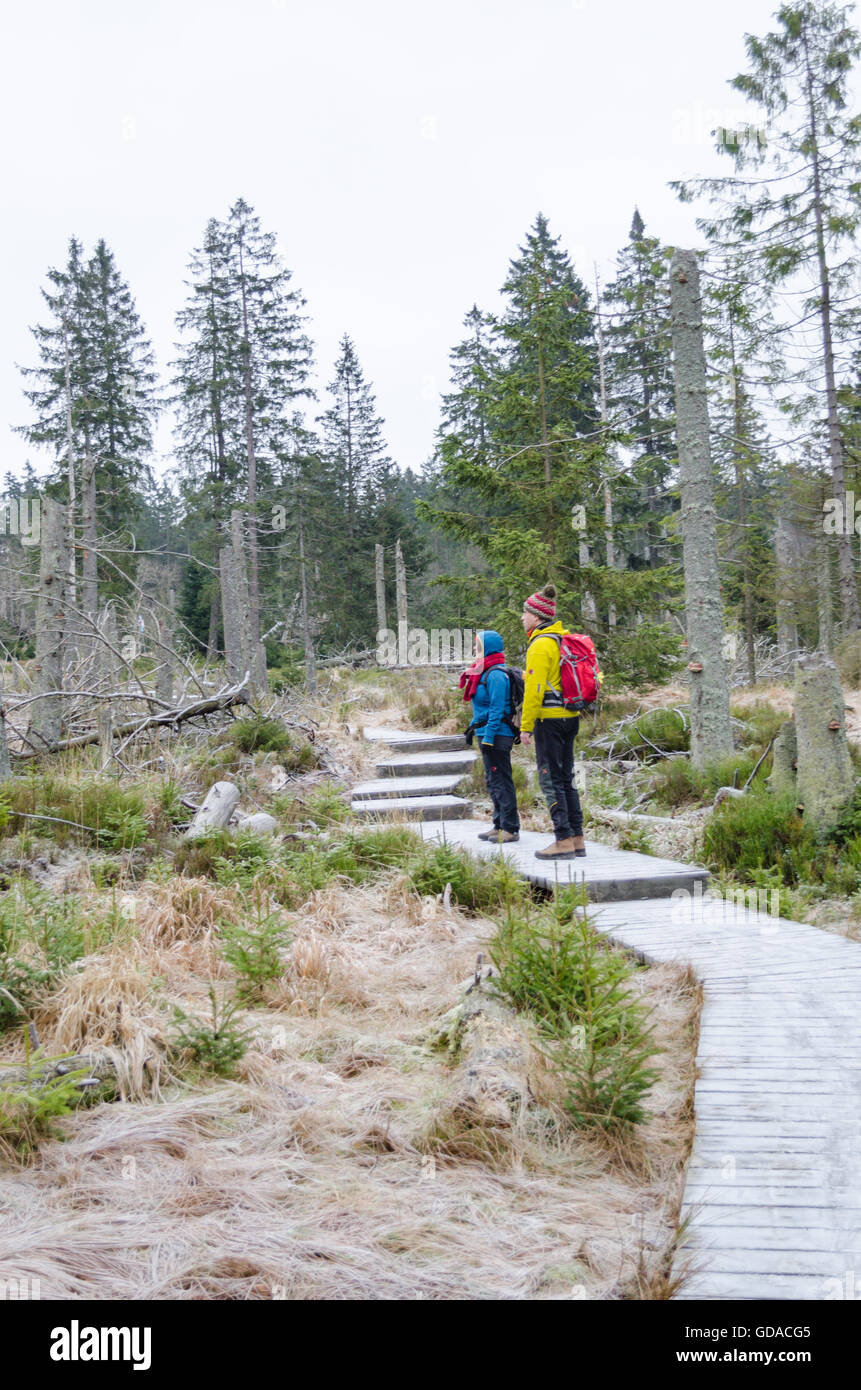 Allemagne, Basse-Saxe, Schleswig-Holstein, une randonnée dans une forêt nue sur une passerelle, les randonneurs sur un sentier à travers la lande, une randonnée autour de Oderbrück Banque D'Images