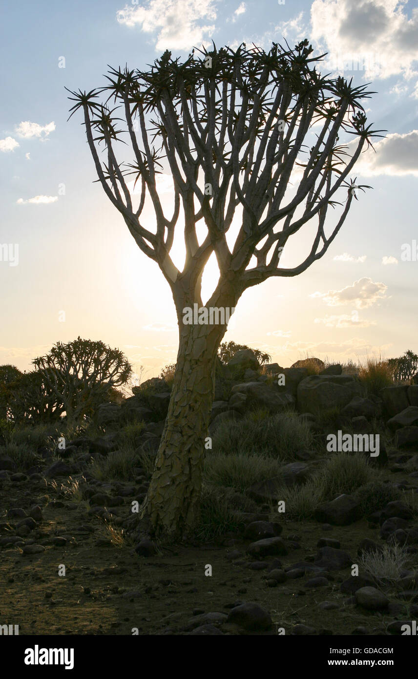 La Namibie, Karas, Keetmanshoop, quiver tree dans le soleil du soir, Quiver Tree, une espèce de plante du genre Aloen dans la sous-famille des Affodillgewächse Banque D'Images