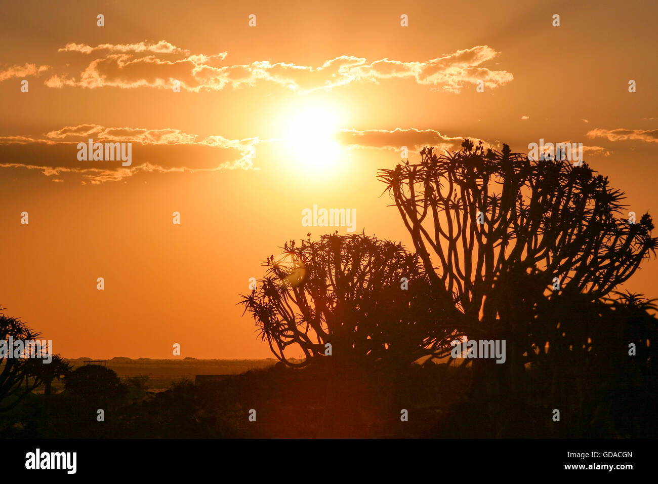 La Namibie, Karas, Keetmanshoop, arbres carquois carquois au crépuscule, arbre, une espèce de plante du genre Aloen dans la sous-famille des Affodillgewächse Banque D'Images