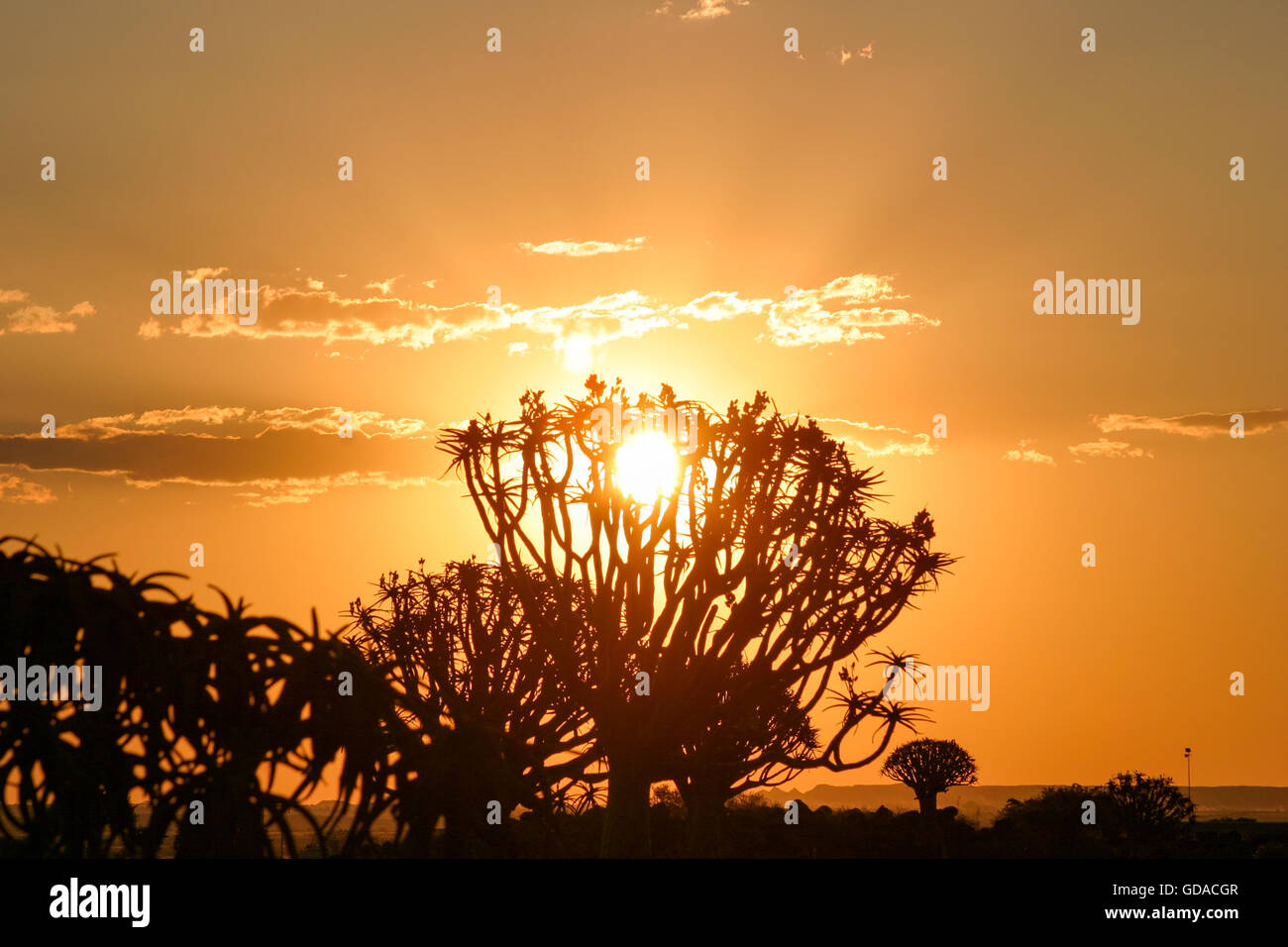 La Namibie, Karas, Keetmanshoop, arbres carquois carquois au crépuscule, arbre, une espèce de plante du genre Aloen dans la sous-famille des Affodillgewächse Banque D'Images