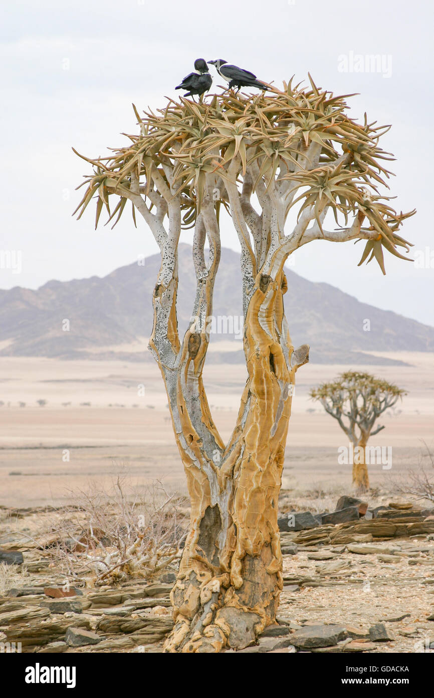 La Namibie, Khomas, carquois arbre dans le désert, Quiver Tree, une espèce de plante du genre Aloen dans la sous-famille des Affodillgewächse Banque D'Images