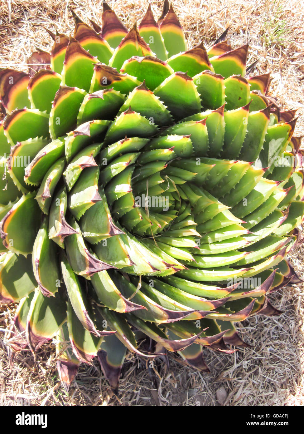 Le Lesotho, Thaba-Tseka, Drakensberg, Spiralaloe, Aloe polyphylla (également connu sous le nom d'aloès en spirale) est une espèce de plante du genre Aloen Banque D'Images