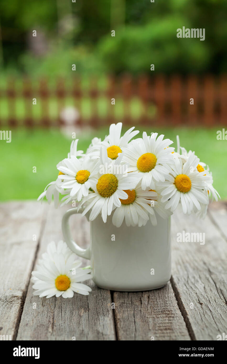 Fleurs de camomille Daisy sur table de jardin en bois Banque D'Images