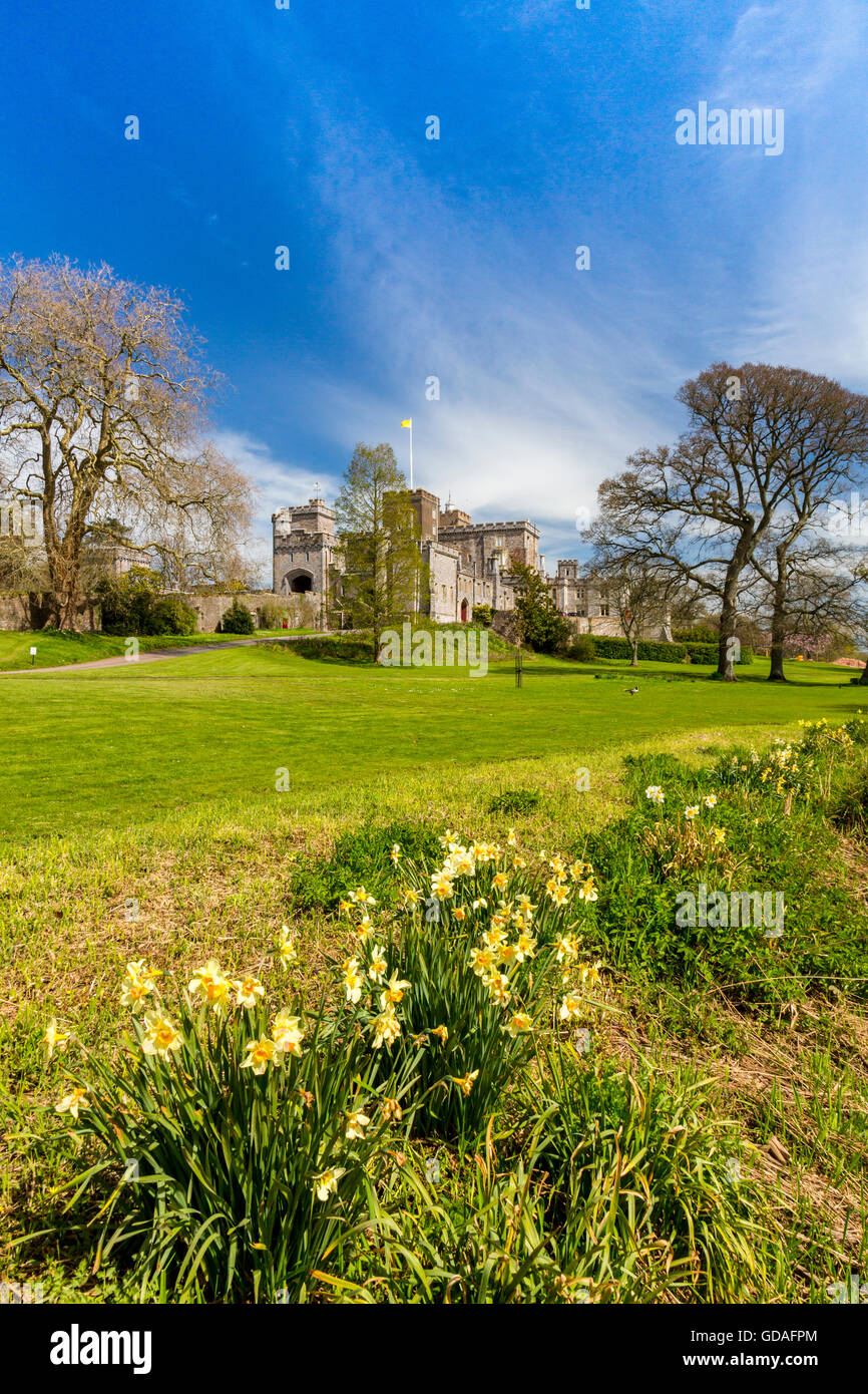 Printemps jonquilles à Powderham Castle, accueil à la comtes de Devon en Kenton, près d'Exeter, Devon, England, UK Banque D'Images