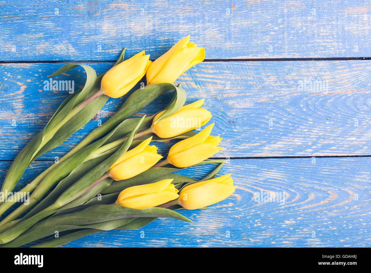 Tulipes jaunes sur une table rustique en bois bleu with copy space Banque D'Images